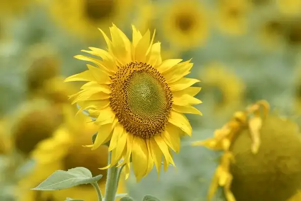 test233